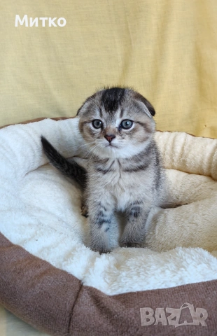 Шотландски клепоухи