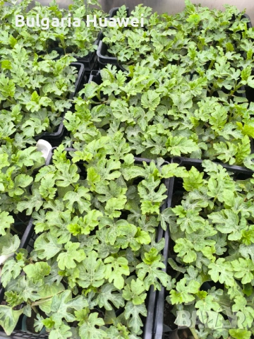 Разсад дини сорт Соренто