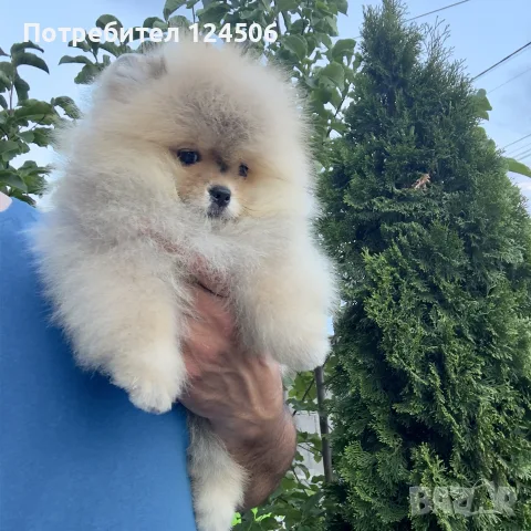 Померан мини померанче, снимка 2 - Померан - 54971092