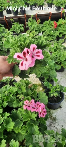 КРАЛСКО МУШКАТО( Pelargonium grandiflorum). – богато цъфтящо и ефектно в саксия ф 10,5 см, снимка 8 - Градински цветя и растения - 54370215