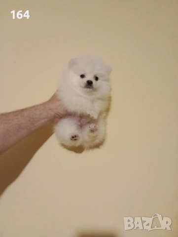 Бели мъжки Померани. Реални снимки от 15.04.26 г. 