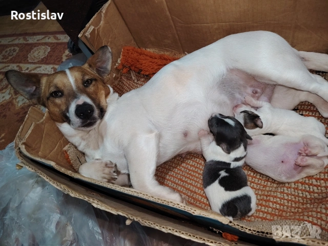 кученца джак ръсел териер , снимка 7 - Джак ръсел териер - 53954507