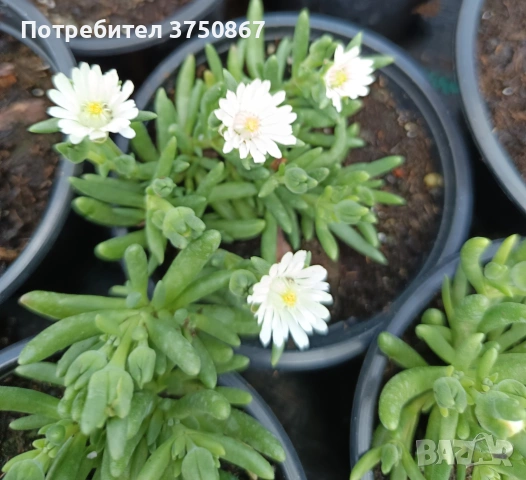 🩷🌿🌸 Делосперма/Delosperma, снимка 4 - Градински цветя и растения - 55256262