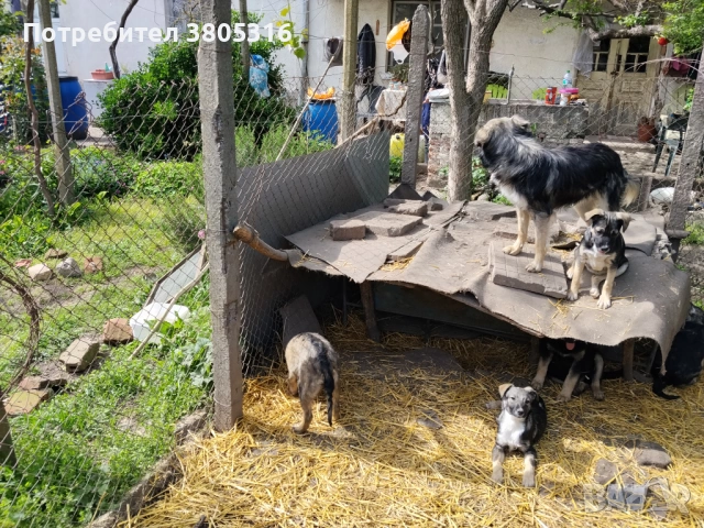 подарявам кученца, снимка 8 - Други - 54445778