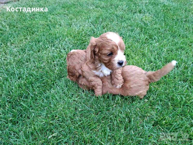 Продавам малки кученца кавапу, снимка 4 - Пудели - 54494094