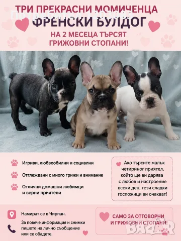 френски булдог.Прекрасми сладки момиченца!, снимка 1 - Френски булдог - 55355751
