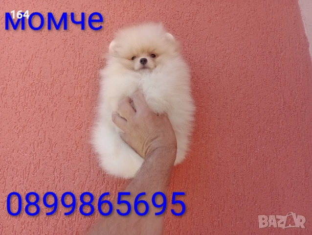 Женски Померан на 3 месеца. Реални снимки от 15.06.26 г. , снимка 4 - Померан - 54917378