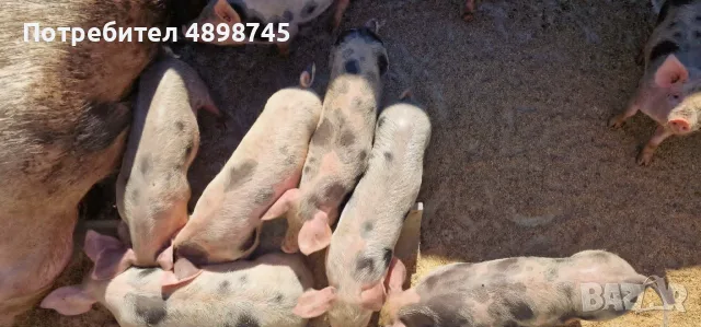Продавам Малки Прасенца, снимка 2 - Прасета - 55426050