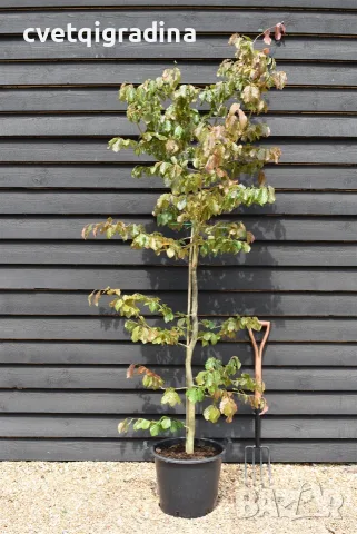 Parrotia persica (Персийска паротия / Желязно дърво)