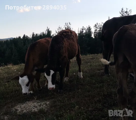 месодайни телета , снимка 3 - Крави - 55636464