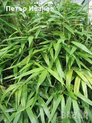 Бамбук студеноустойчив с корен, снимка 11 - Градински цветя и растения - 41115267