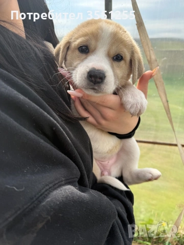 Подаряват се , снимка 4 - Други - 54173017