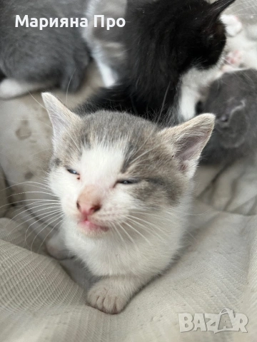 Подарявам малки котенца на  1 месец, снимка 9 - Други - 54511467
