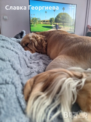 Английски Кокер шпаньол , снимка 12 - Търси партньор - 53963879