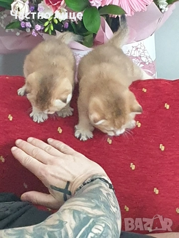 Шотландско коте  клепоуха златна чинчила, снимка 5 - Чинчили - 53957925