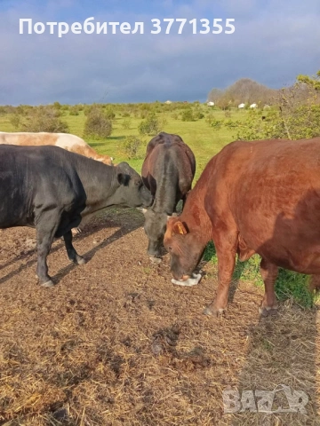 Продавам мъжки телета за клане
