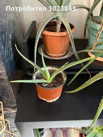 Продавам Алое Вера (Aloe Vera) , снимка 4 - Стайни растения - 55415775