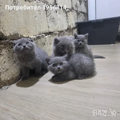 British Shorthair 61 дена, снимка 5 - Британска късокосместа - 55661938
