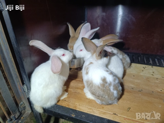 зайци на различни възрасти , снимка 5 - Други - 55167667