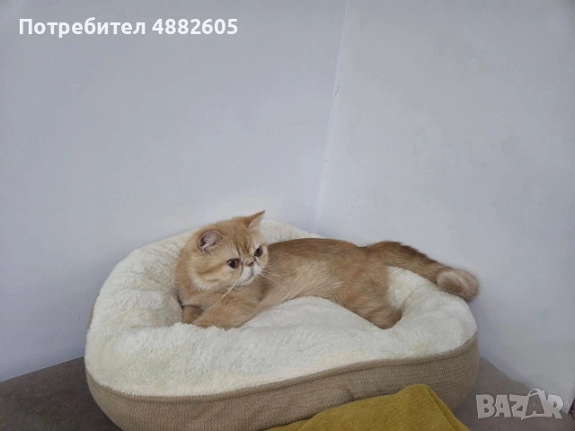 Персийска котка