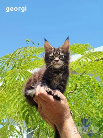 Коте Мейн Кун , снимка 2 - Мейн кун - 55104386