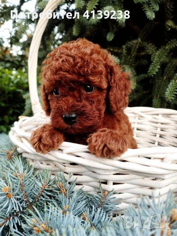 Той Пудел Poodle toi 