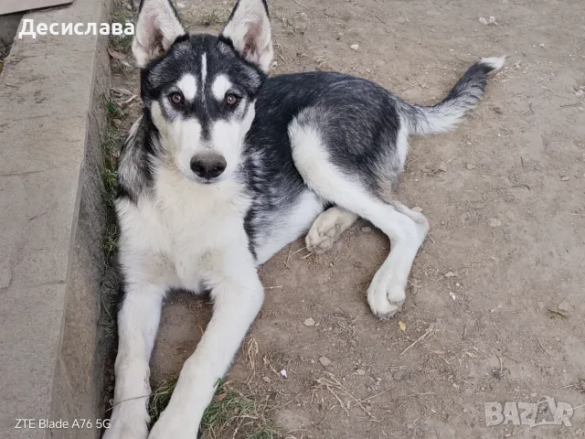 Продавам Сибирско хъски, снимка 3 - Хъски - 55512962
