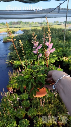 Астилбе, Astilbe, многогодишно за сянка!!, снимка 10 - Градински цветя и растения - 55288069