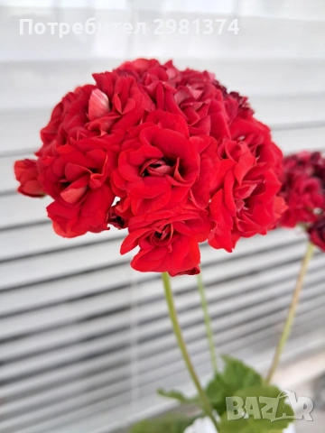 Мушкато(Red Sibil), снимка 4 - Градински цветя и растения - 54944311
