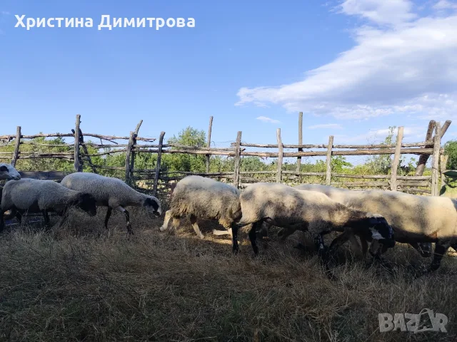 Продавам малко стадо овце, снимка 3 - Овце - 55448834
