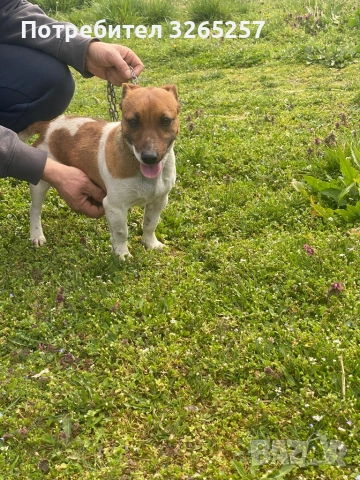 Продавам мини Джак Ръсел териер , снимка 4 - Джак ръсел териер - 54012234