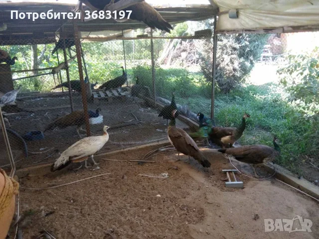 Пауни 4 годишни