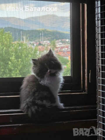 Персийски Котенца !!!, снимка 6 - Персийска - 54856152