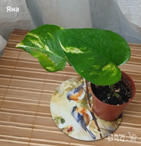 Мини растения - епипремнуми, дяволски бръшлян,монстера, сингониум, фикус бенджамин, снимка 6 - Стайни растения - 53712548