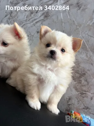 Pomeran mini pimeran, снимка 3 - Померан - 55396782