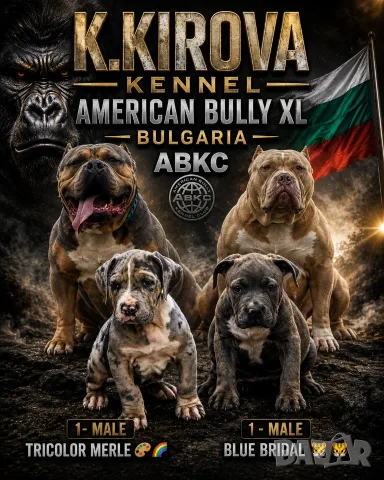 ТОП !!! Американско Були Хл American BULLY Xl ABKC
