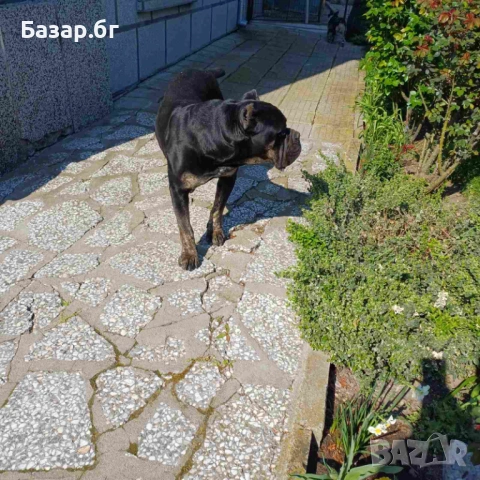 Кане Корсо за разплод , снимка 7 - Кане корсо - 37762766