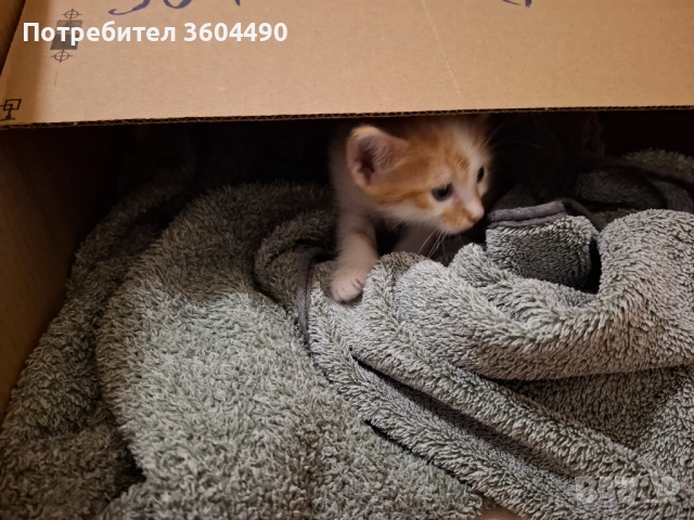 Подаряваме мъжко коте, снимка 3 - Други - 54480805