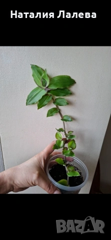 Традесканция, callisia soconuscensis Dragon Tail