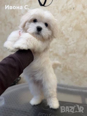 Малтипу , снимка 2 - Болонка - 54316208