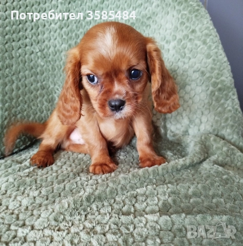 Кавалер Кинг Чарлз шпаньол, снимка 2 - Кавалер кинг чарлз шпаньол - 54469770