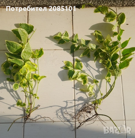 Пъстра зеленика Vinca major Variegata, снимка 3 - Стайни растения - 54797232