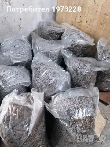 Заразени чували с гъби кладница и мицел, снимка 5 - Други - 54139182