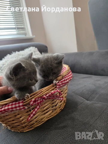 Шотландски и британски котета
