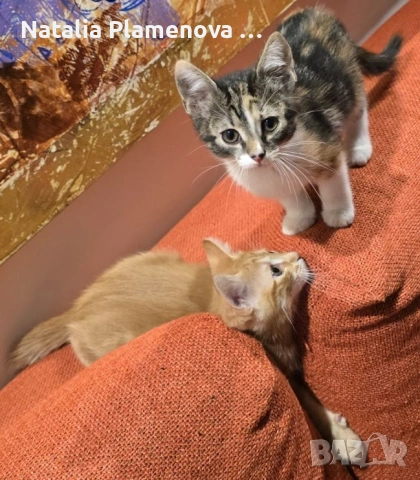 Супер котета британчета!!!