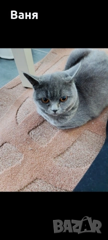 Британска котка, снимка 2 - Британска късокосместа - 54394983