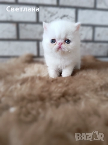 Екзотично късокосместо мъжко коте , снимка 6 - Персийска - 54348394