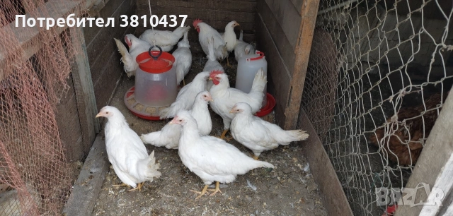 Продавам стато ярки и петли Бял Легхорн , снимка 2 - За птици - 54626355