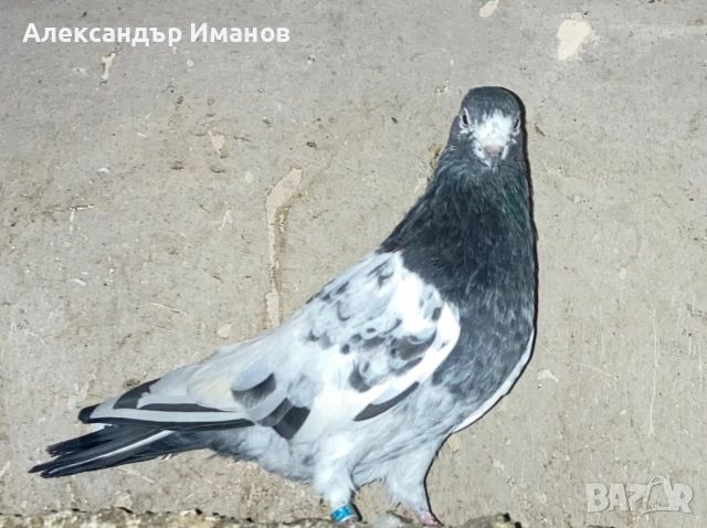 Гълъби, снимка 2 - Гълъби - 54743392