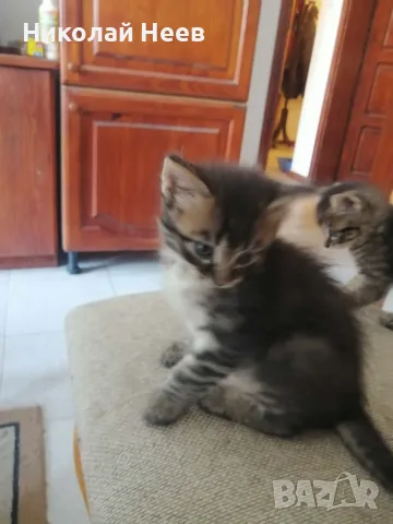 Красиви, игриви,  социални домашни котета.